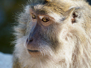 Macaque Close-up