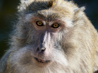 Macaque Close-up