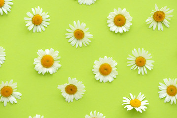 Fototapeta premium Daisy pattern. Summer chamomile flowers on green background. Flat lay. Top view.