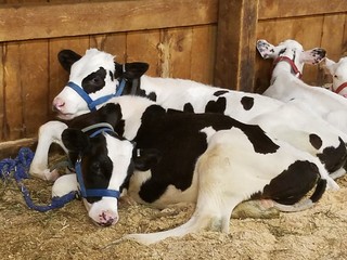 cows in a farm