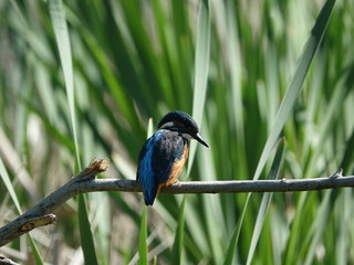 juvenile kingfisher (Alcedo atthis)