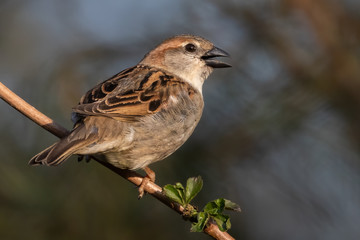 Portrait of House sparrow with open beak perched in germany