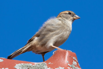 Portrait of House sparrow perched in germany