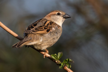 Portrait of House sparrow perched in germany