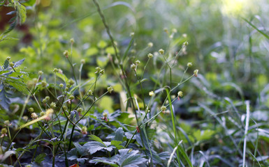 Flower green field - forest grass