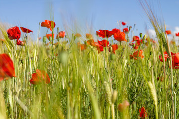 Obraz premium Dzikie kwiaty maku