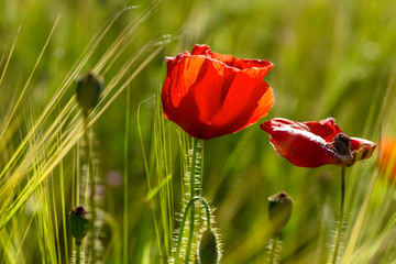Obraz na płótnie Canvas Red poppy