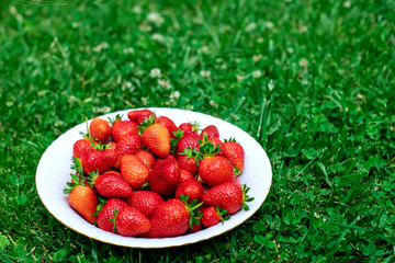 Strawberry. Red ripe juicy berries in a plate on green grass in the garden.Bio. Without chemistry and nitrates