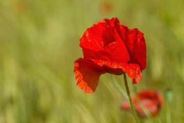 Red poppy