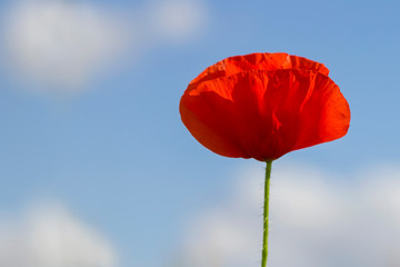 Naklejka premium Red poppy flower