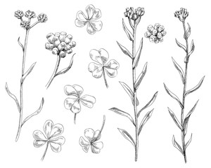 Hand drawn illustration, flowers and leaves 