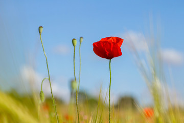 Wild red poppies