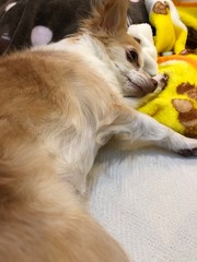 The chihuahua is sleeping on blanket.