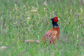 Pheasant male standing in tall grass, closeup. Genus species Phasianus colchicus.