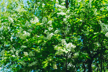 Fototapeta na wymiar Blooming bird cherry tree in the garden. Selective focus.