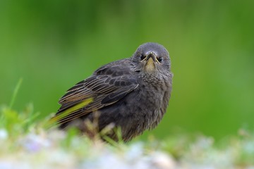 Blackbird, fledgling standing in the grass. Blurred background, closeup.Genus species Turdus merula.