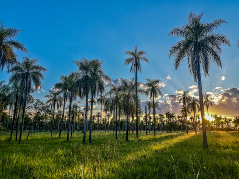 Palm and sun