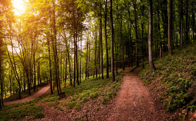 Forest walk road Pedestrian path leading to beautiful spring landscape, Banja Vrucica, Teslich , Teslic
