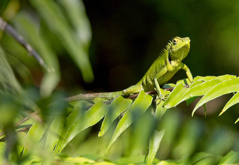 Green Garden Lizard (Calotes calotes), Sinharaja Forest Reserve, Sri Lanka.