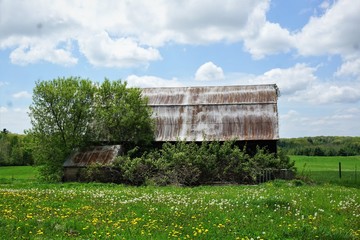 Fototapeta na wymiar Abandoned Barn and Wildflowers