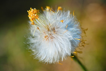 Pusteblume