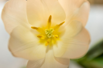 Fototapeta premium Flower and tulip structure close-up