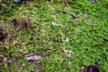 Moss in the forest.