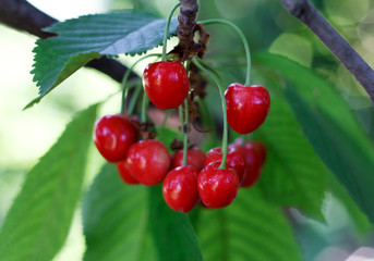 Berries cherries on a branch in an orchard