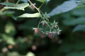 Green raspberry berries on a twigs in the garden