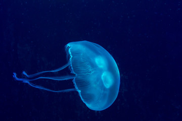 Beautiful and dangerous jellyfish. Medusa in blue water.