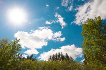 Looking up on trees. Sunny weather, warm light and blue sky, bright colors. Background backdrop wallpaper with free copy space for text.