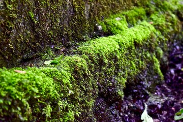 Natural moss on the rock.