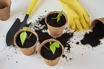 Plant in pot, small shovel and yellow gloves. Plant care and gardening concept