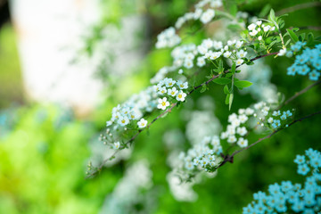 Blooming silver Spiraea bush in the garden. Selective focus.
