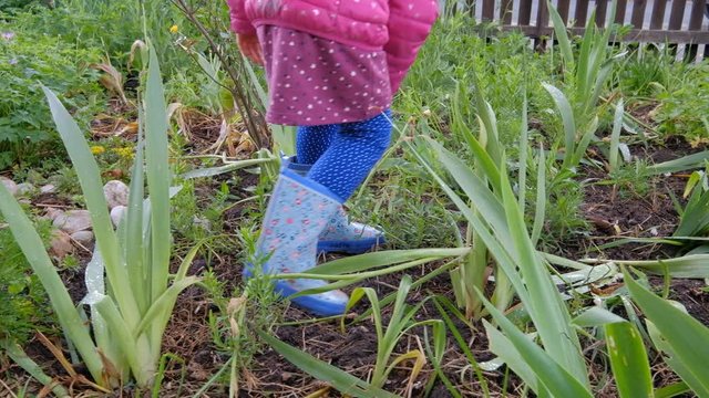 Low section of a 4 year old caucasian child girl in rubber boots walking directly through the green plants of a springtime garden on a rainy day and picking something up from the ground.