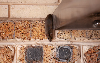 Little gray mouse crawls out of  metal construction