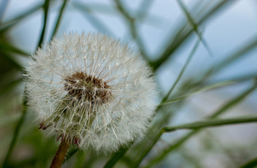 White dandelion on a background of sky and green leaves. Natural natural background.