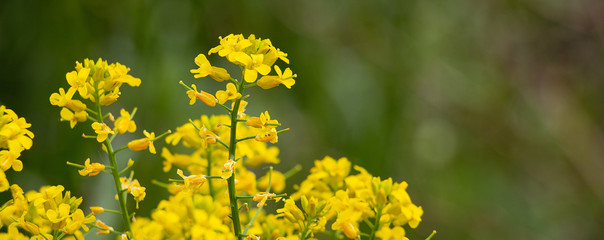 Small yellow wildflowers on a blurry green background. Natural natural background. Banner.