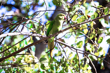 A female rose-ringed parakeet (Psittacula krameri) perched on a tree and looking towards the sun