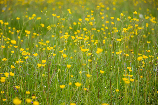Little yellow wildflowers on a bright green field. Natural natural background.
