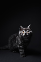 Naklejka na ściany i meble Cute predator. Adorable scottish black tabby kitten on black background.