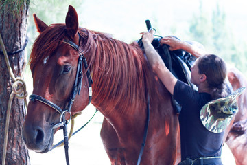 Obraz premium A young girl to saddle a brown horse in the forest. Children's equestrian camp. Summer sports camp for children. A cute girl is learning to ride a horse.
