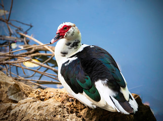 A feral Muscovy duck (Cairina moschata) posing for the camera