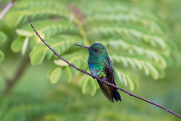 Fototapeta premium hummingbird on a branch