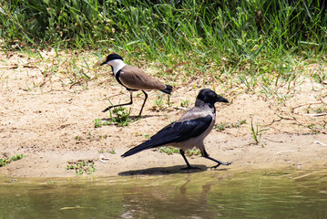 A northern European hooded crow (Corvus cornix) and an African spur-winged lapwing (Vanellus spinosus) heading in the opposite direction