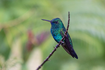 blue tailed hummingbird