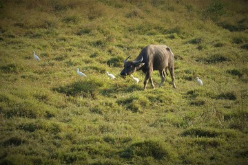 a buffalo is eating glass in the field with white birds