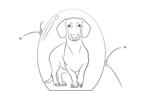 protecci&oacute;n perro