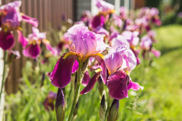 A plant with impressive flowers, garden decoration. Isolated  Iris germanica is the name for a...