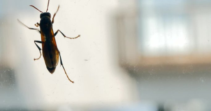 Super Close Up of Bee Finding the Exit, Please Help! 4K